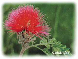 Caliandra, a flor do cerrado