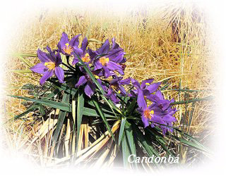 Candonb�